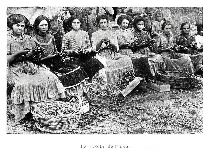 Photographie de femmes pendant la récolte du raisin